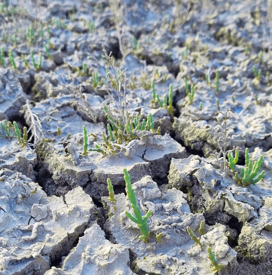 Salicornia brotando de un suelo seco y quebrado por el calor, pero llena de vida pese a las duras condiciones.