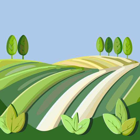 Campos de cultivo de agricultura muy extensos