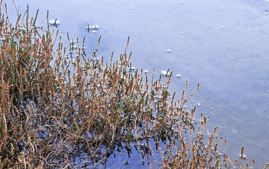 Salicornia medio sumergida por el agua del mar.