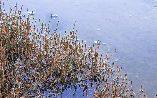 Plantas halófitas (salicornia) medio sumergidas por el agua del mar.