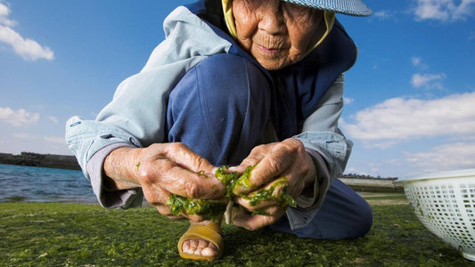 mujer centenaria de una de las zonas azules, concretamente okinawa, recogiendo algas para su alimentación