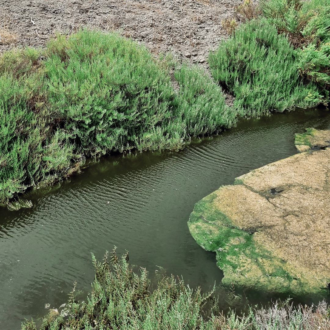 Canal de agua de la marisma rodeado por plantas halófitas y algas.