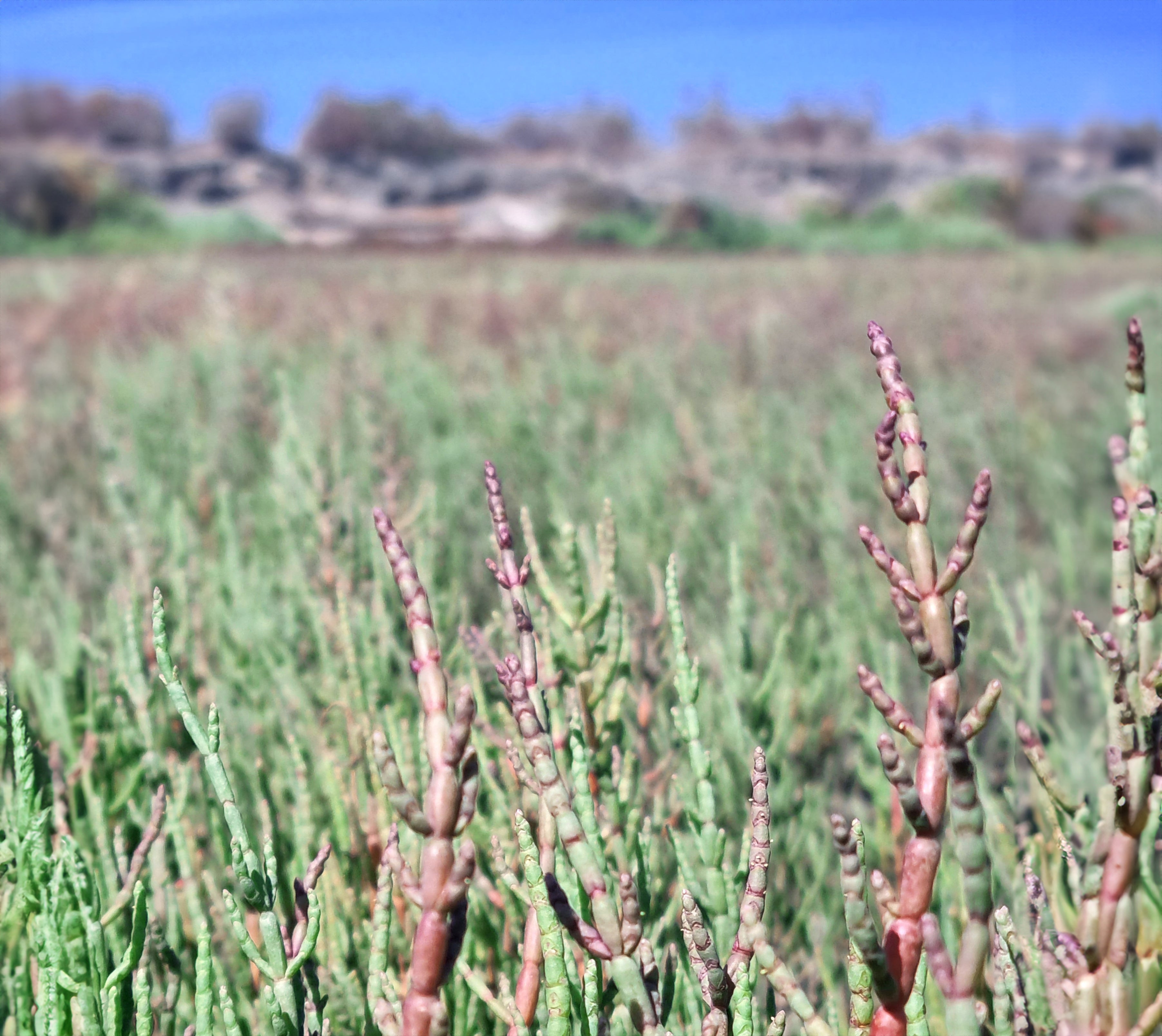 Salicornia con toques rojizos por el fin de temporada