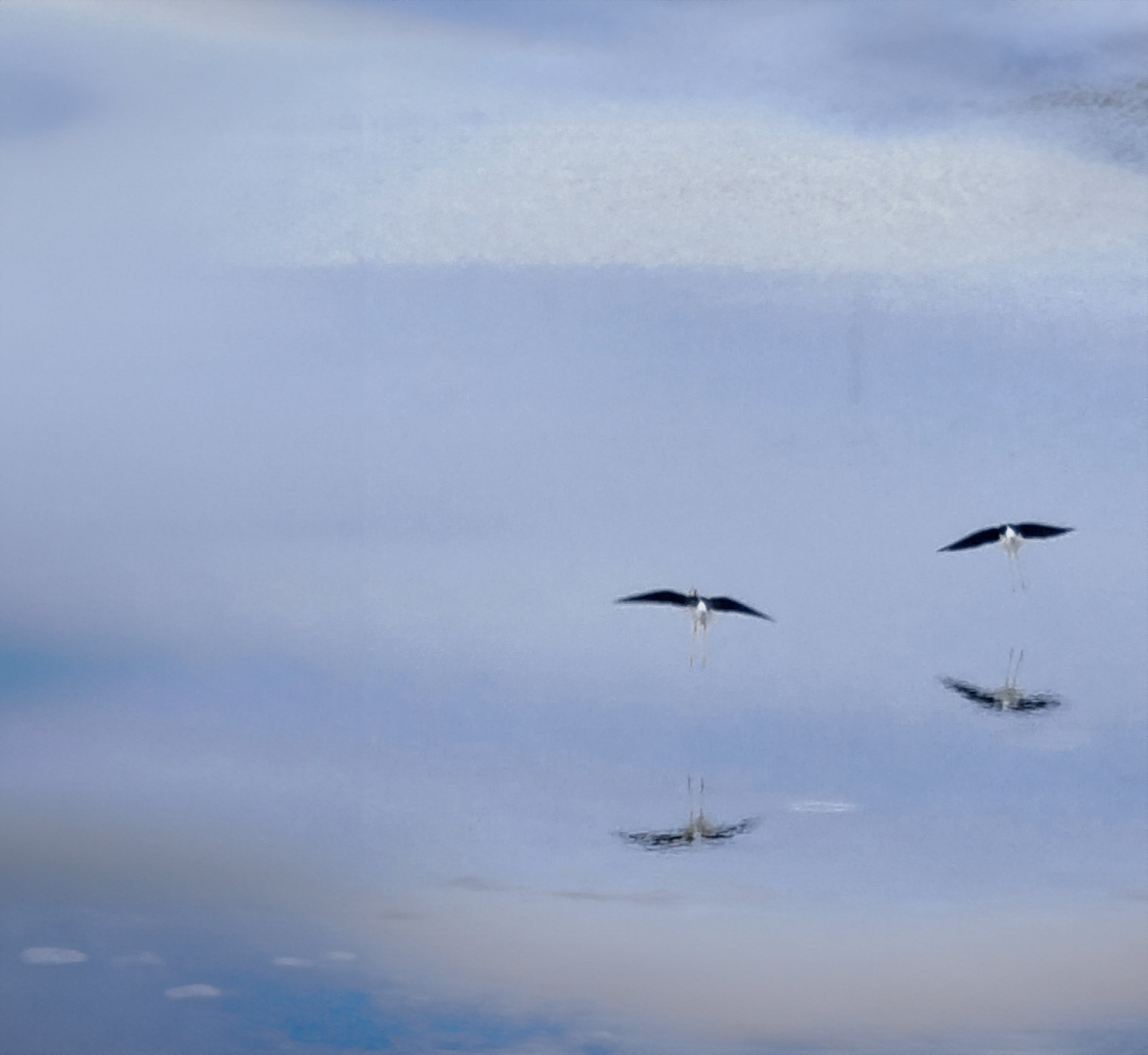 Dos pájaros sobre el agua de la marisma, reflejados.
