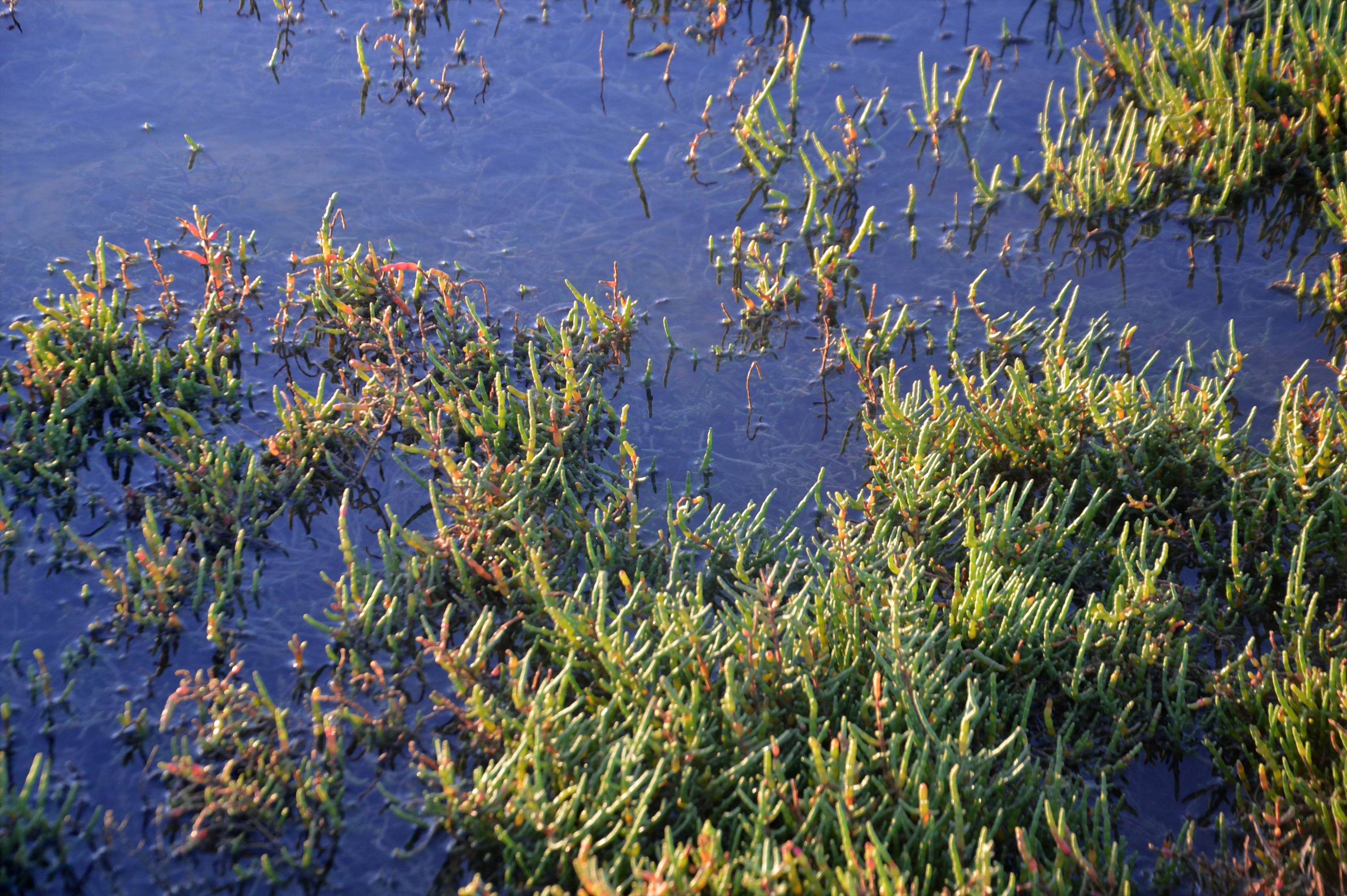 Salicornia en el mar