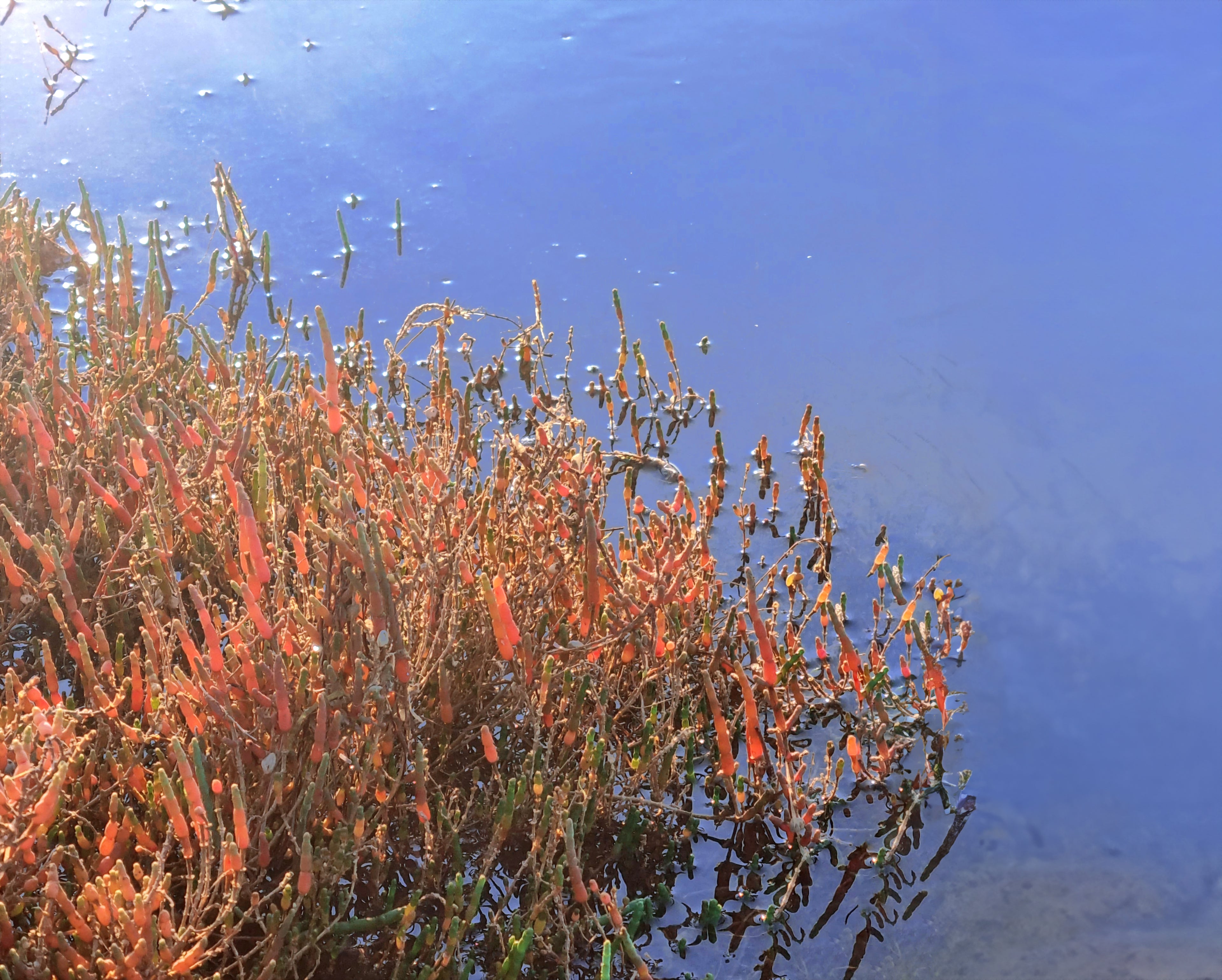 Salicornia de color roja que se encuentra en el borde de la marisma, medio sumergida en el canal