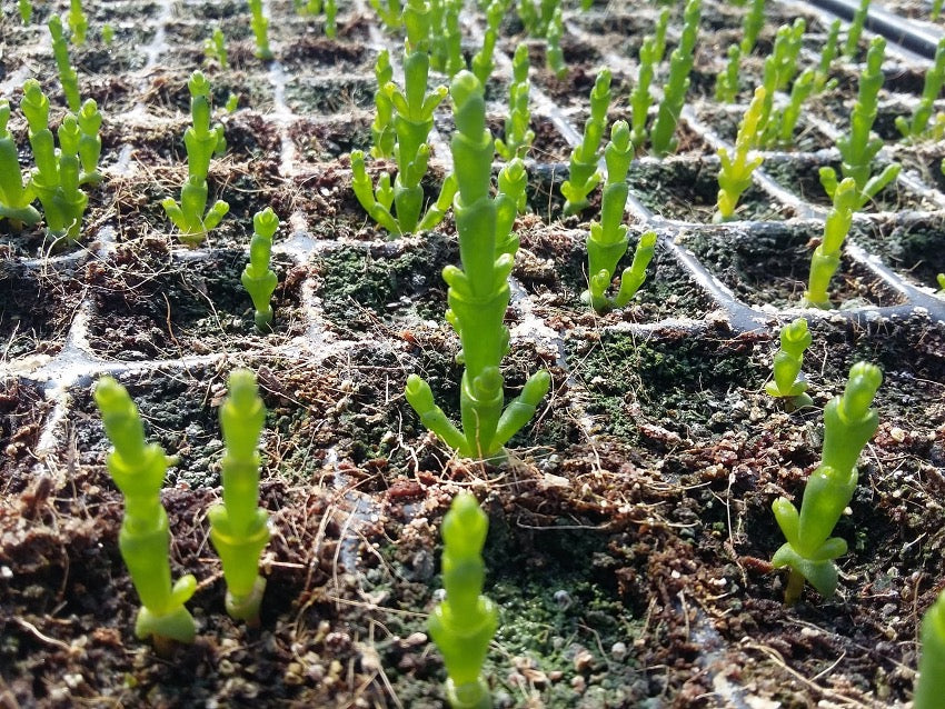 Brotes de salicornia recién plantados