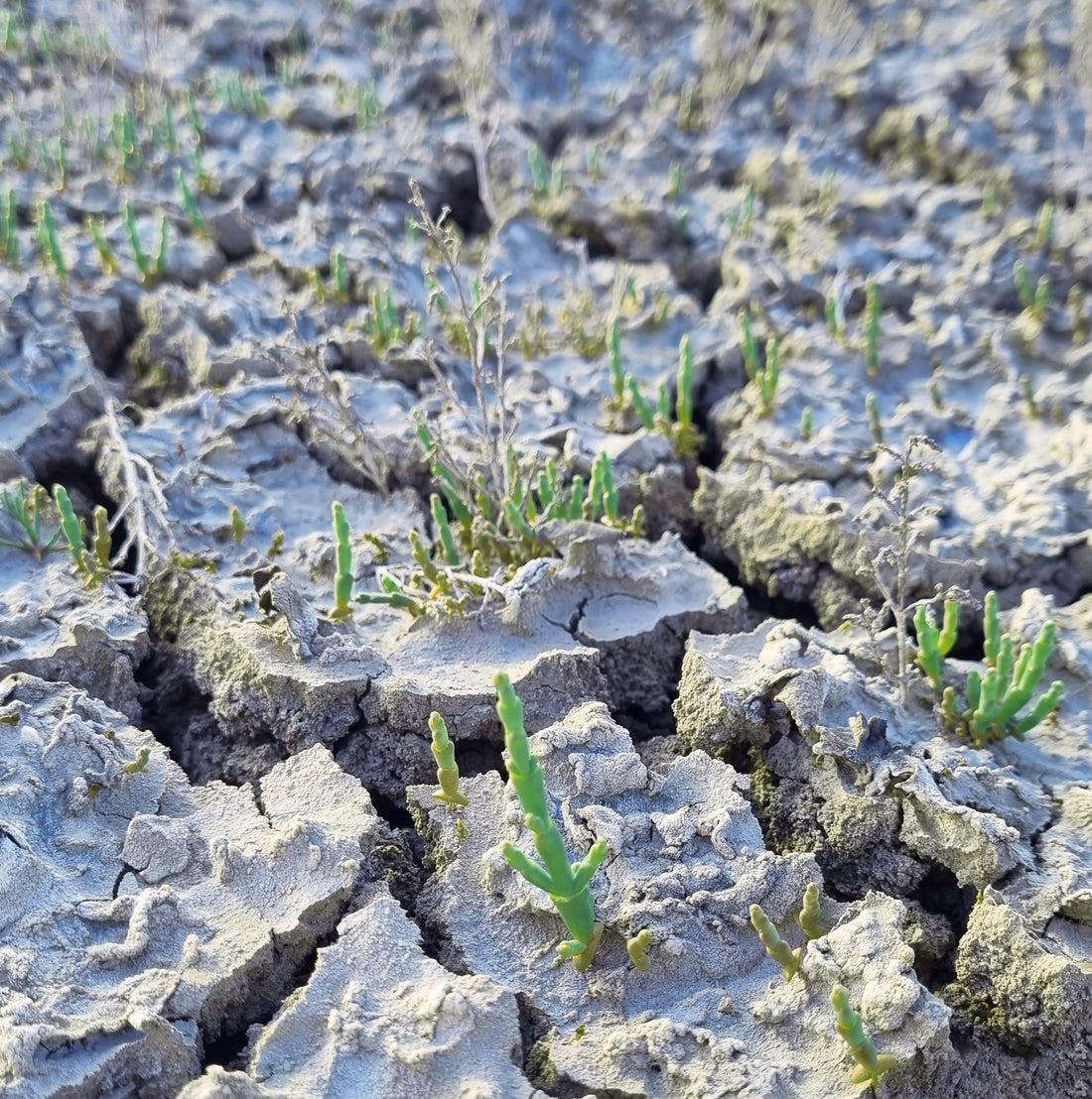 Salicornia brotando de un suelo seco y quebrado por el calor, pero llena de vida pese a las duras condiciones.