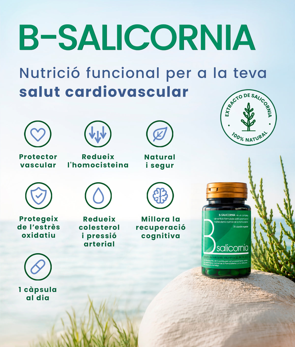 B-Salicornia. Nutrició funcional per a la teva salut cardiovascular. Complement alimentari amb extracte de Salicornia 100% natural. Beneficis destacats: protector vascular, ajuda a reduir l'homocisteïna, el colesterol i la pressió arterial, millora la recuperació cognitiva, protegeix de l'estrès oxidatiu i és natural i segur.