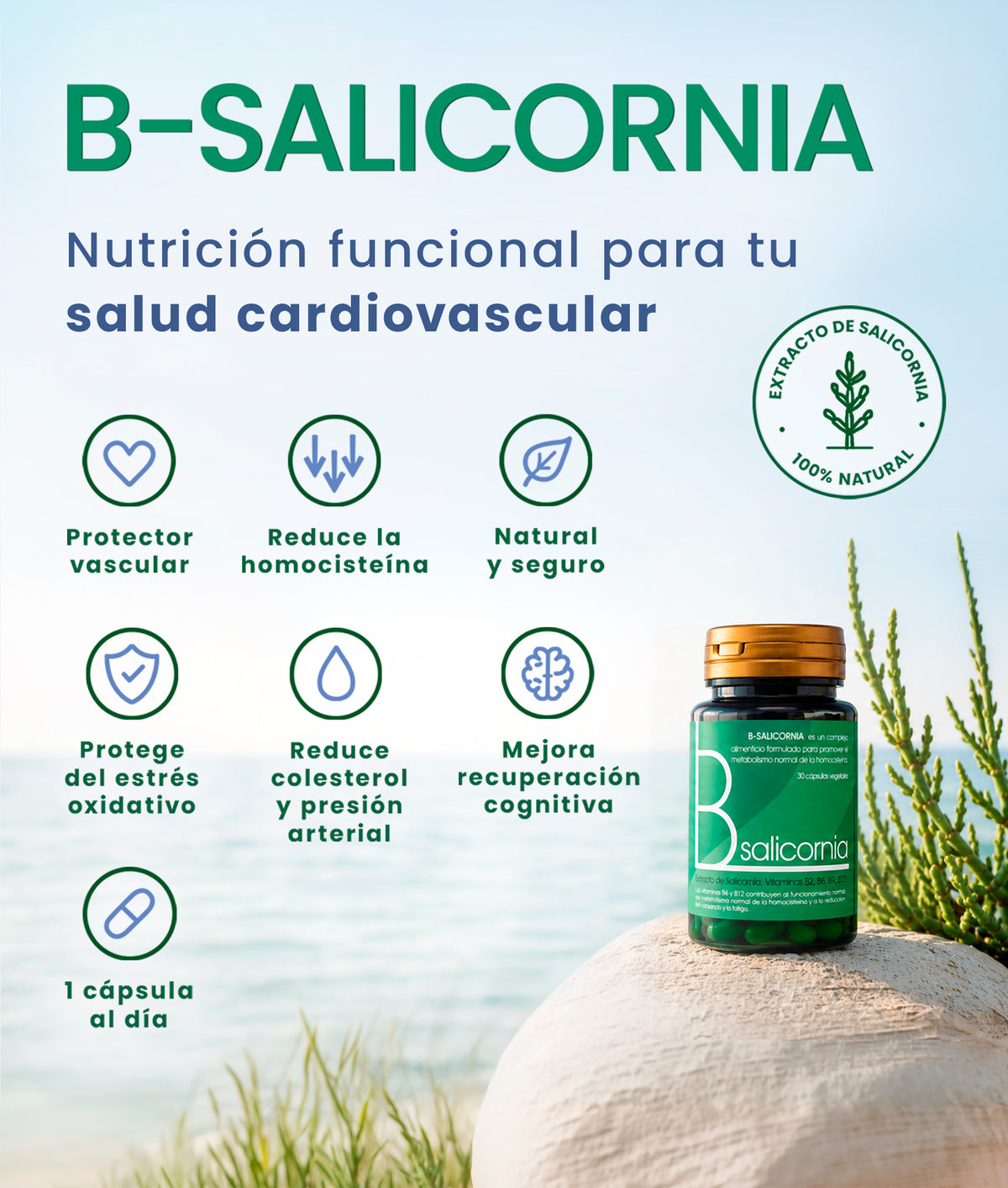 B-Salicornia. Nutrición funcional para tu salud cardiovascular. Complemento alimenticio con extracto de Salicornia 100 % natural. Beneficios destacados: protector vascular, ayuda a reducir la homocisteína, el colesterol y la presión arterial, mejora la recuperación cognitiva, protege frente al estrés oxidativo y es natural y seguro.