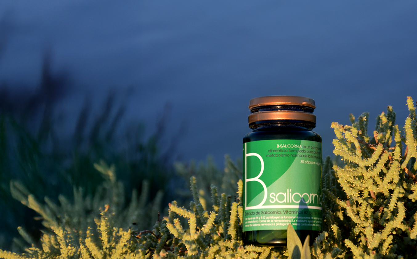 Tarro de B-Salicornia sobre plantas halófitas en la marisma