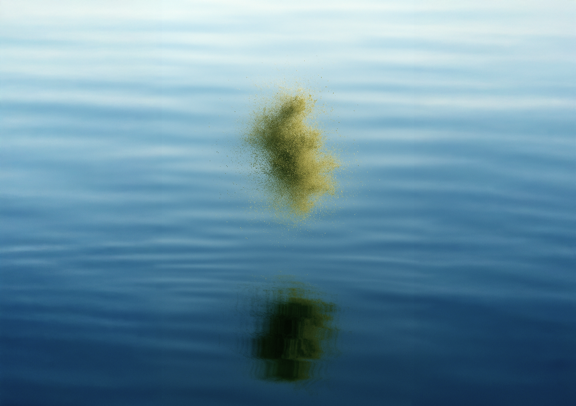 Polvo de salicornia flotando en el aire, sobre el mar donde se refleja