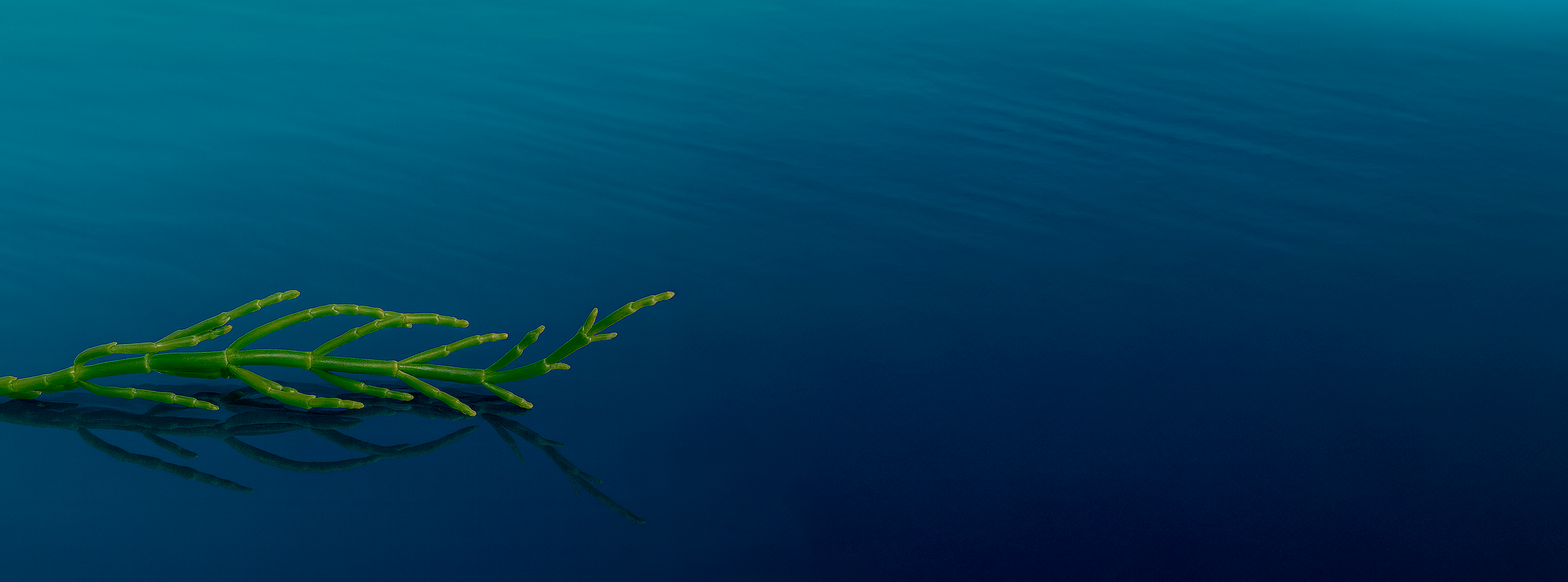 Planta halófitas salicornia sobre el mar donde se refleja